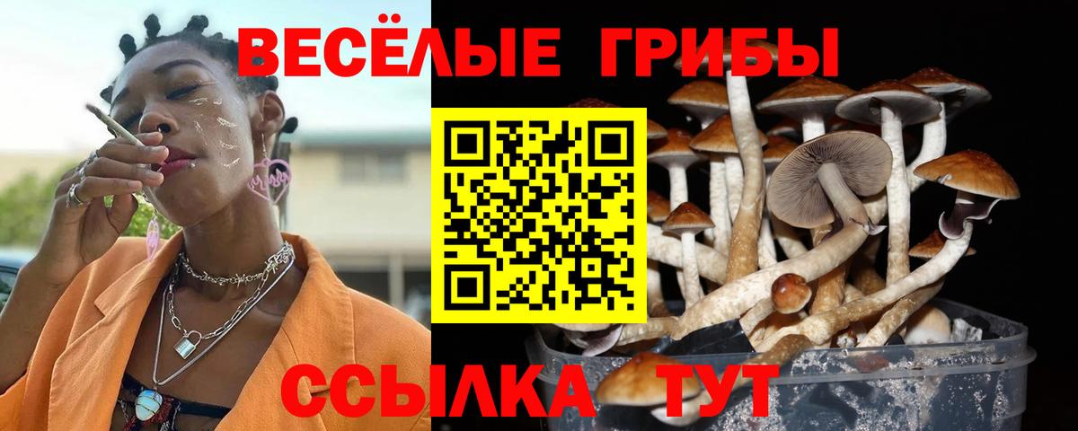Псилоцибиновые грибы Psilocybe  Вход с VPN  Дубна 